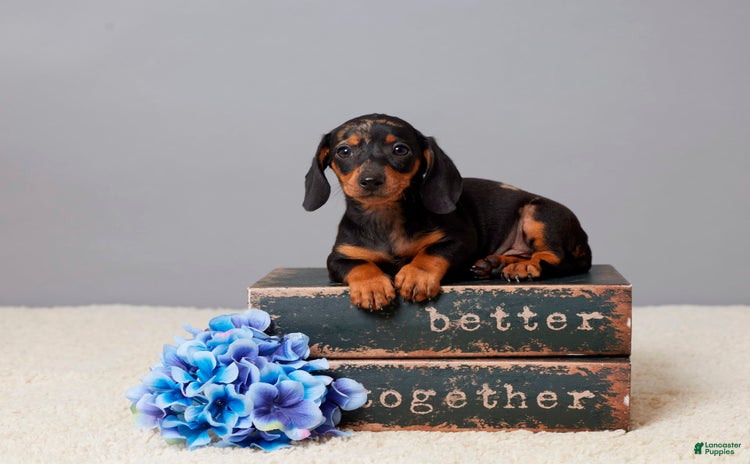 Miniature Dachshund dogs for sale - Ad 2