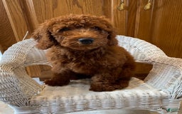Mini Goldendoodle dogs for sale: Hazel - Image 1