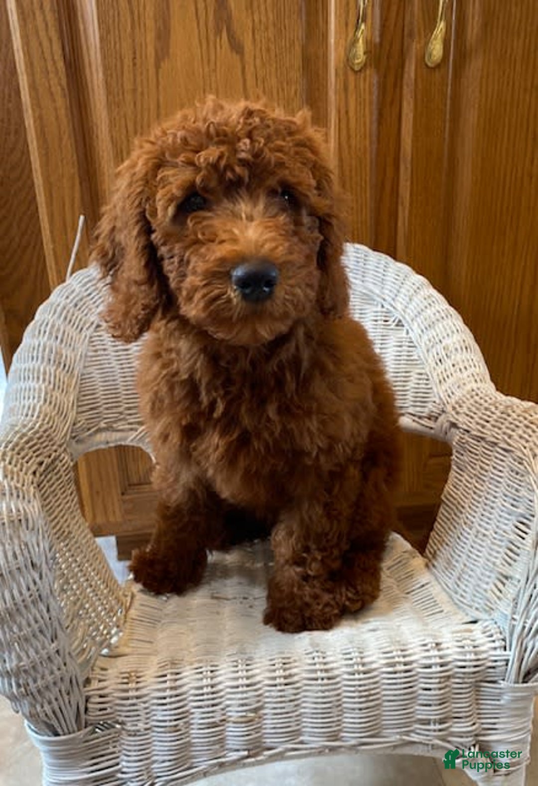 Mini Goldendoodle dogs for sale: Hazel - Image 1