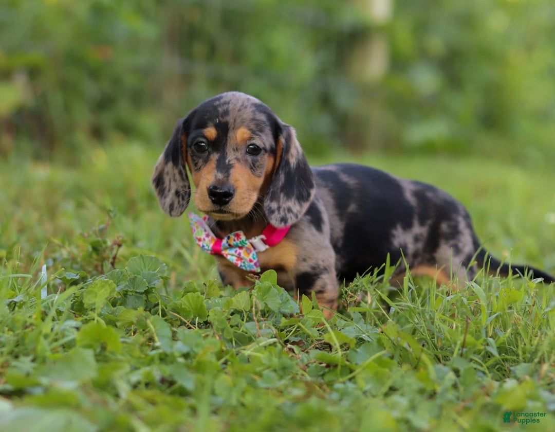 Miniature Dachshund dogs for sale: Sadie - Image 3