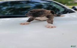 American Pit Bull Terrier dogs for sale: Guage - Image 9