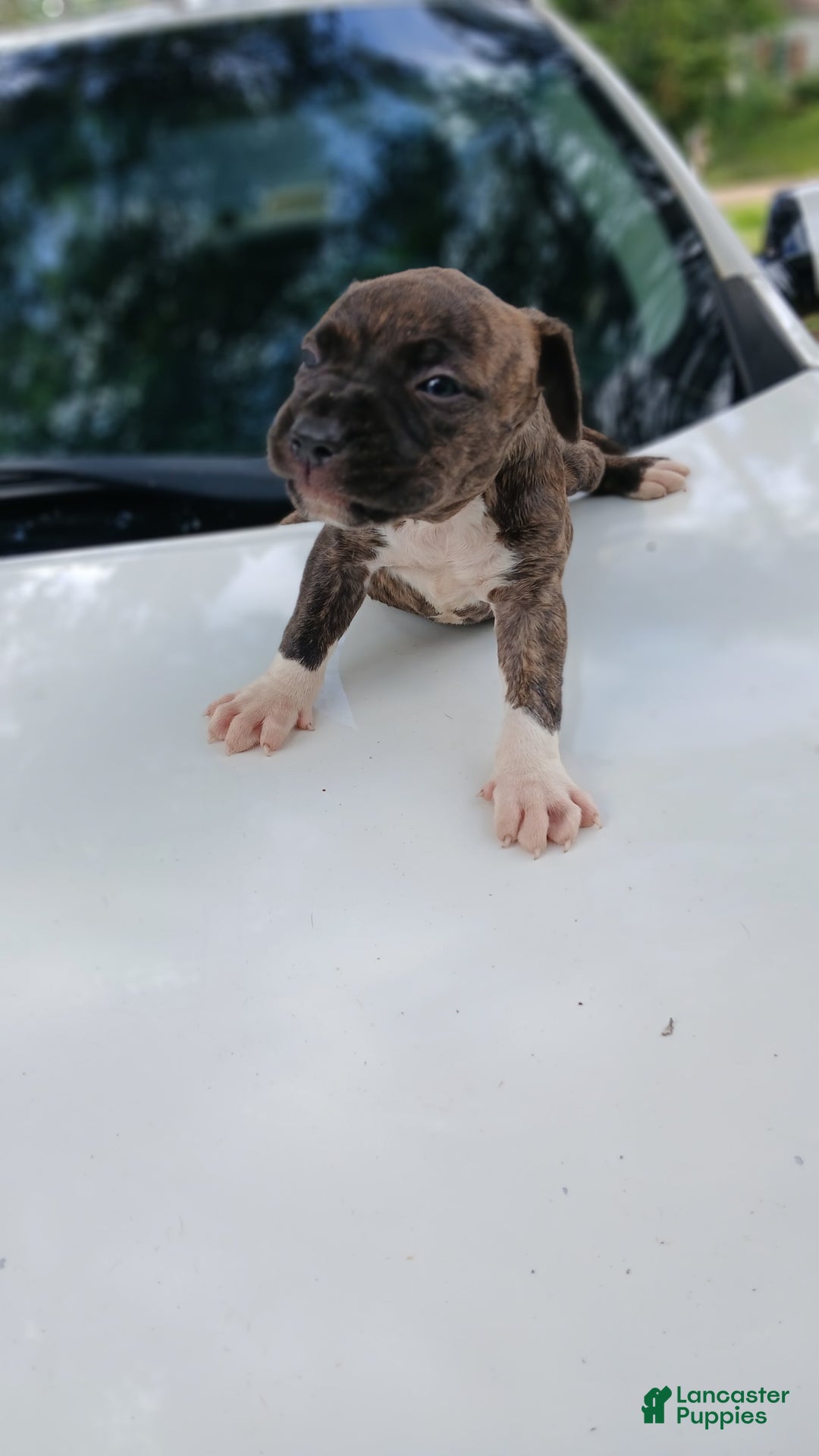American Pit Bull Terrier dogs for sale: Guage - Image 9
