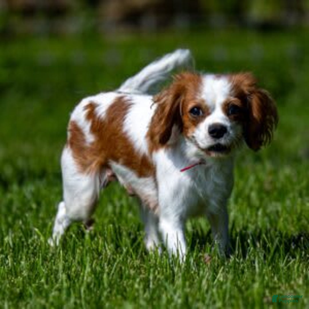 Cavapoo dogs for sale: Daisy - Image 5