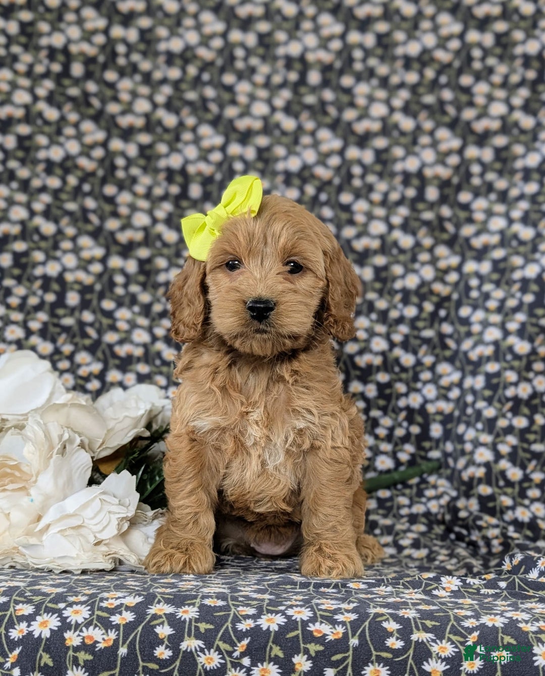 Cockapoo dogs for sale: Elaina - Image 2