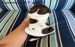 German Shorthaired Pointer dogs for sale: Lacey ticked 2 - Image 2