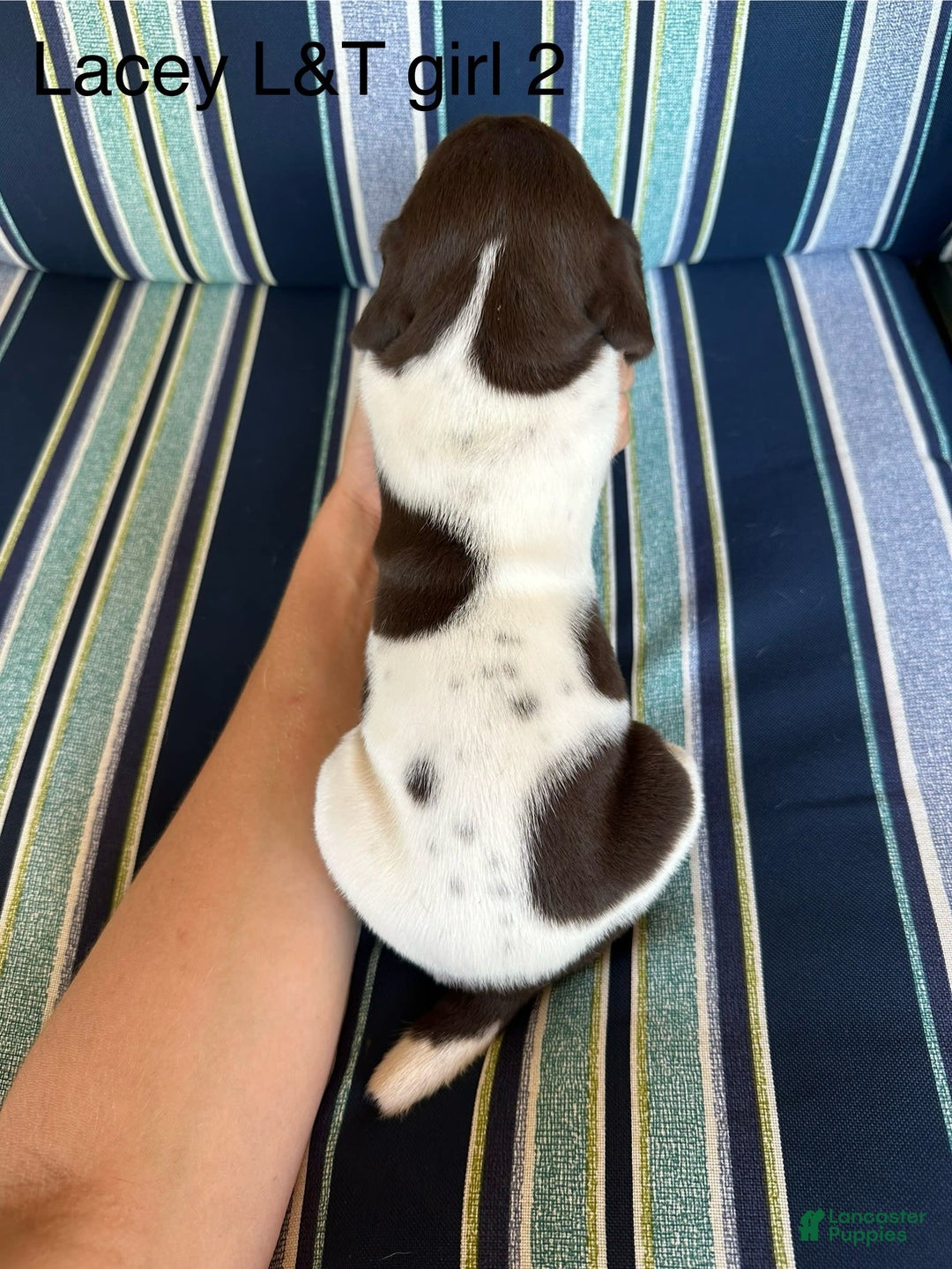 German Shorthaired Pointer dogs for sale: Lacey ticked 2 - Image 2