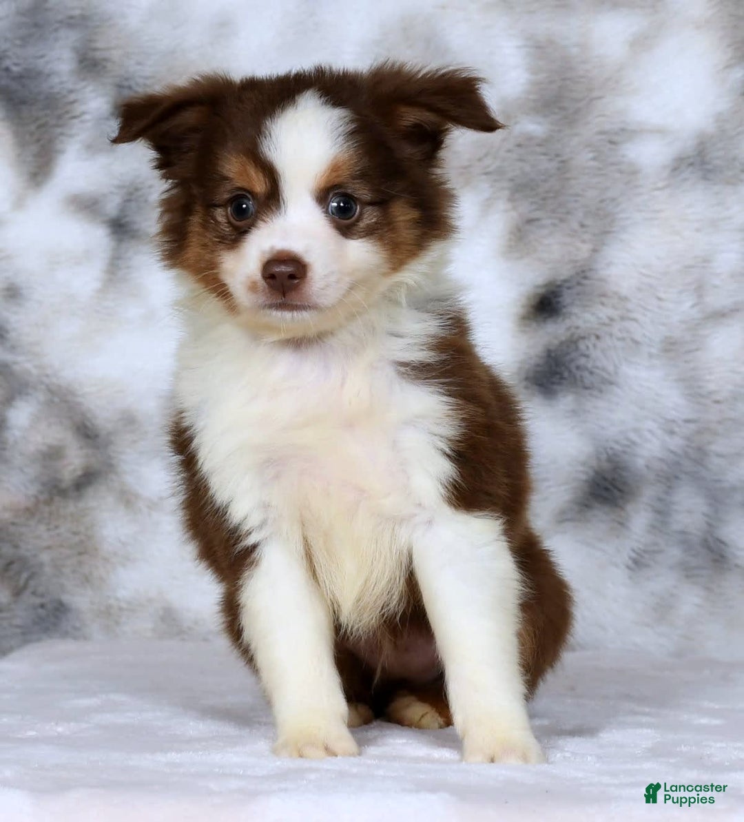  dogs for sale: Biscuit - Image 8