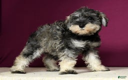 Miniature Schnauzer dogs for sale: Rosemary - Image 4