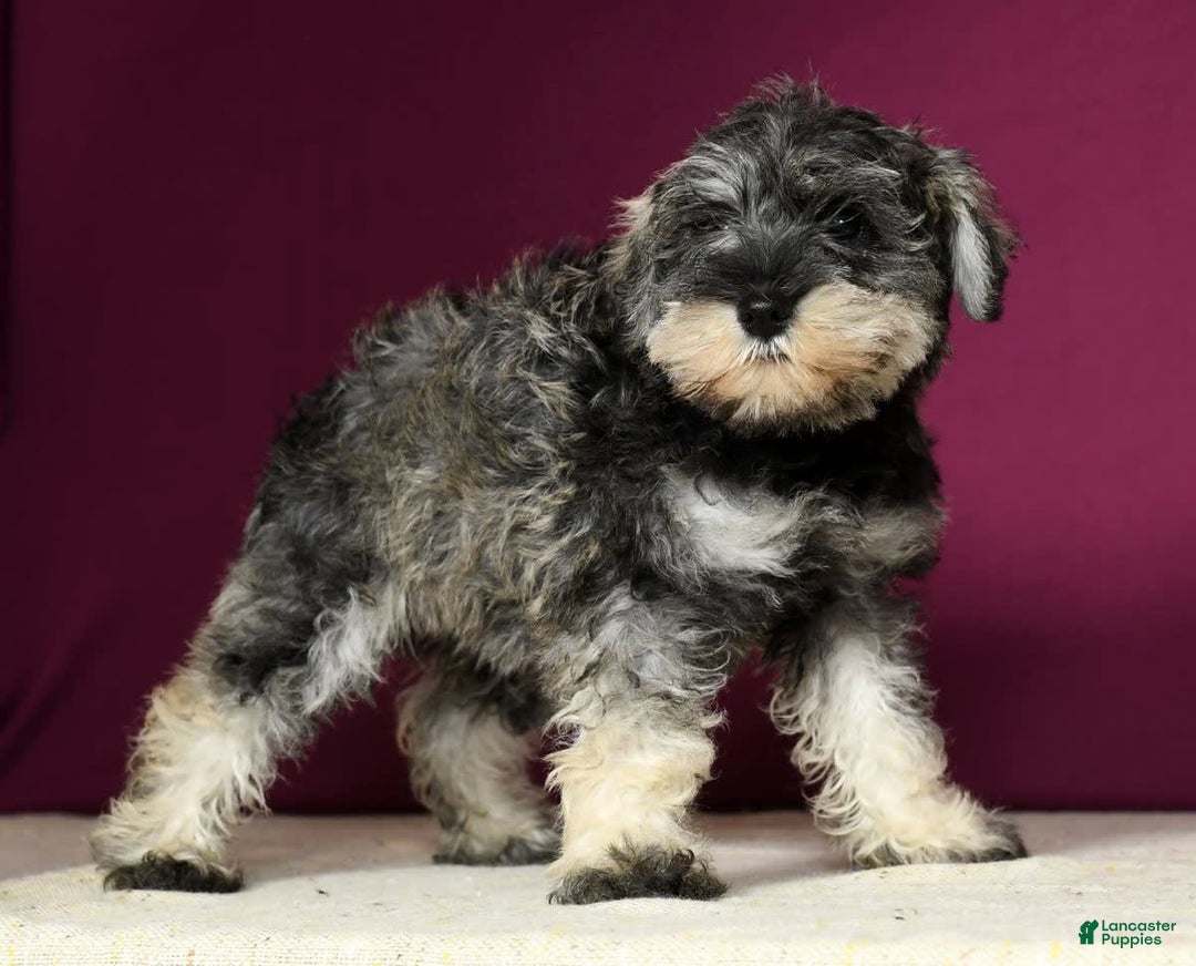 Miniature Schnauzer dogs for sale: Rosemary - Image 4