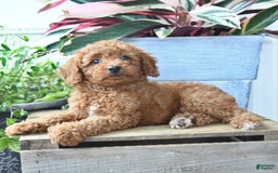 Mini Goldendoodle dogs for sale: Paige - Image 1
