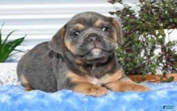 Beabull dogs for sale: Kimmy - Image 6