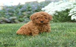 Toy Poodle dogs for sale: Coconut - Image 2