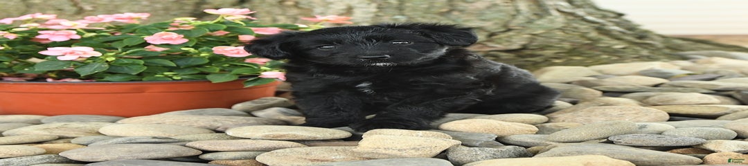 Wilbur