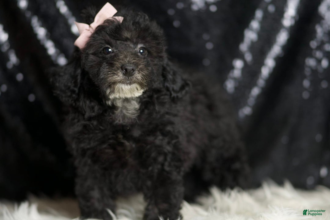Miniature Poodle dogs for sale: Shirley - Image 5