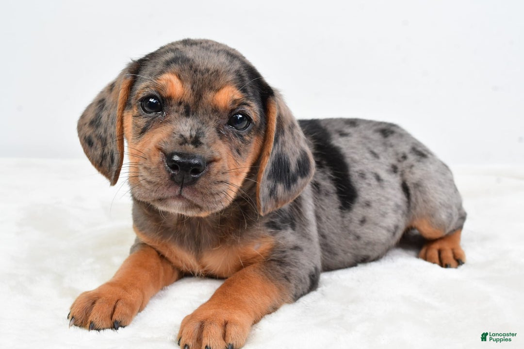 Beabull dogs for sale: Stella - Image 4