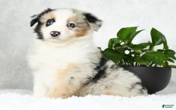Australian Shepherd dogs for sale: Barley - Image 2