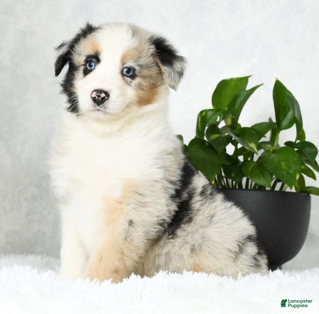 Australian Shepherd dogs for sale: Barley - Image 2