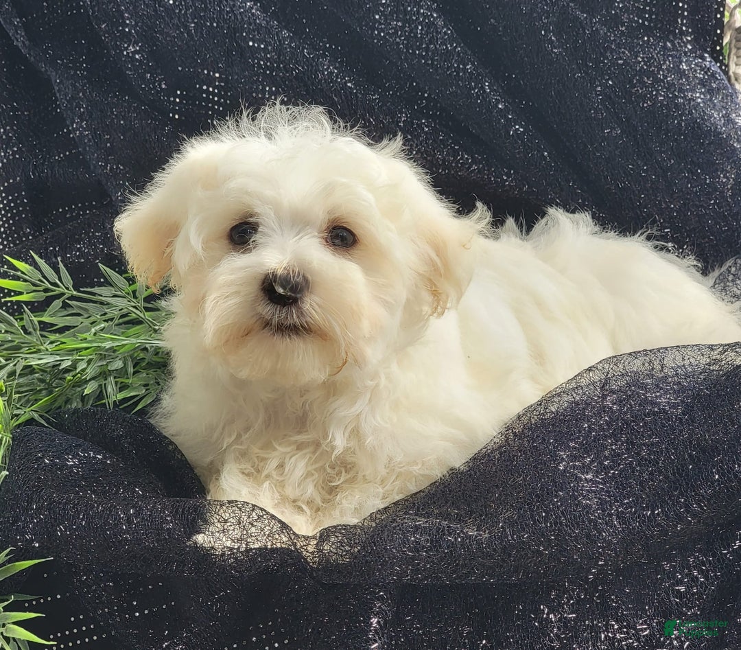 Maltese dogs for sale: Cloud - Image 5