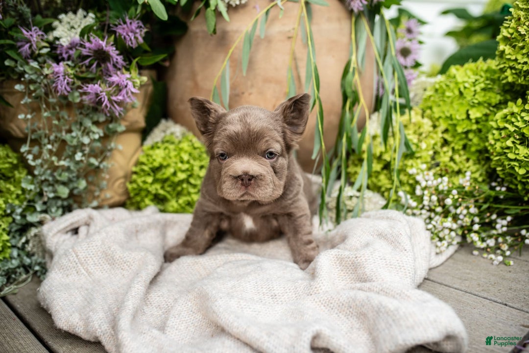 French Bulldog dogs for sale: Opal - Image 2