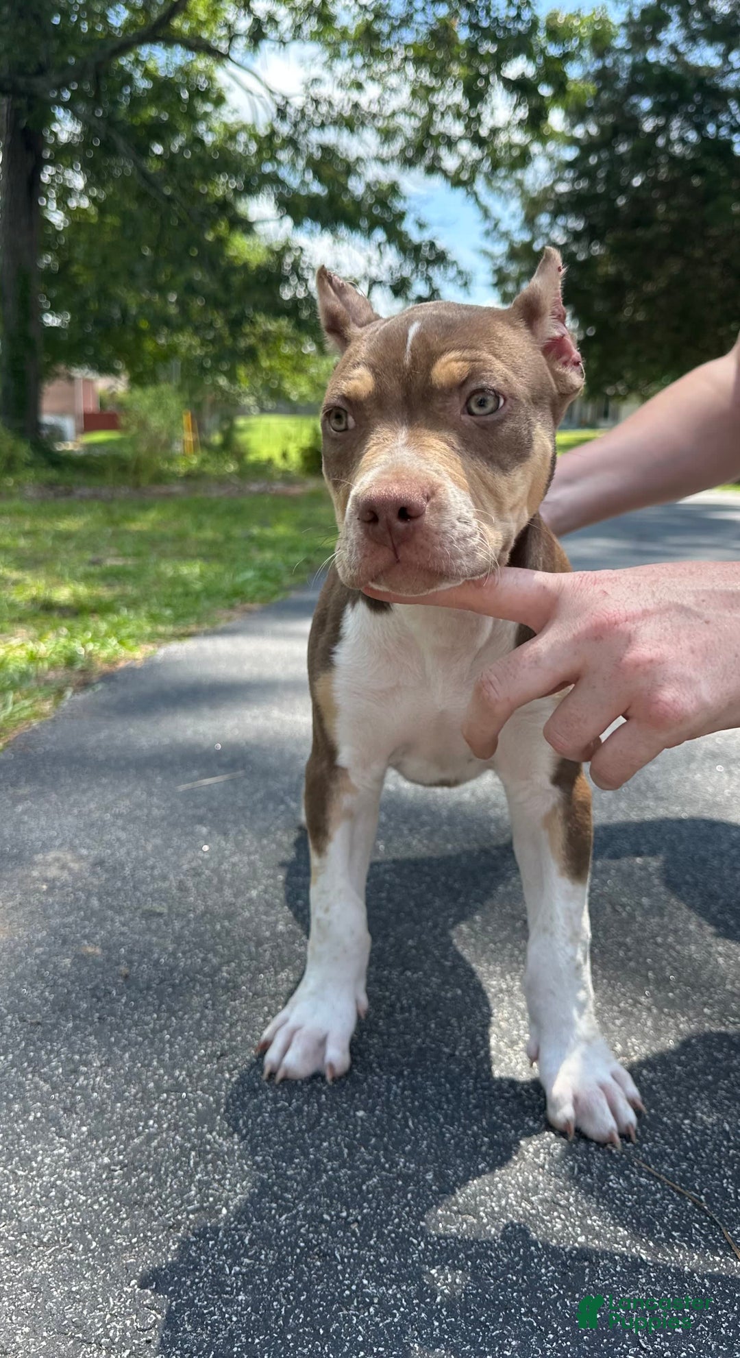 American Bully dogs for sale: Ms. Daisy - Image 6