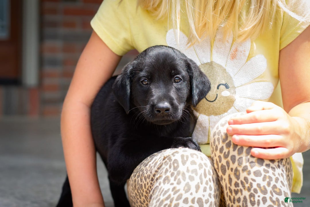 Labrador Retriever dogs for sale: Raven - Image 8