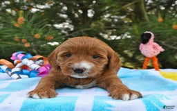 Mini Goldendoodle dogs for sale: Dixie - Image 20