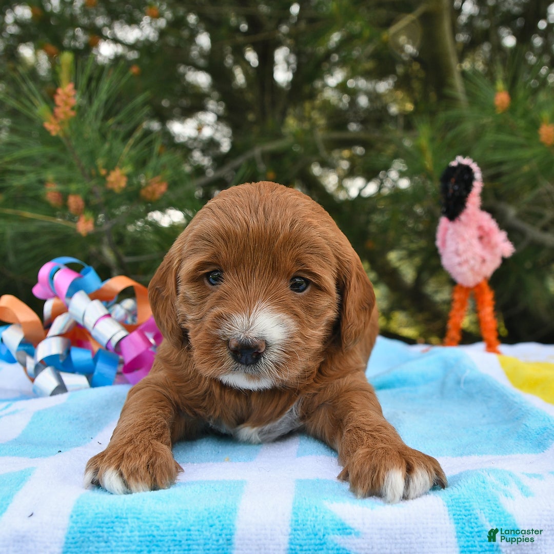 Mini Goldendoodle dogs for sale: Dixie - Image 20