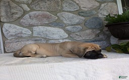 English Mastiff dogs for sale: Bear - Image 16