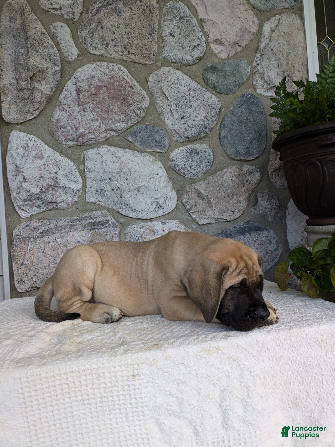 English Mastiff dogs for sale: Bear - Image 16