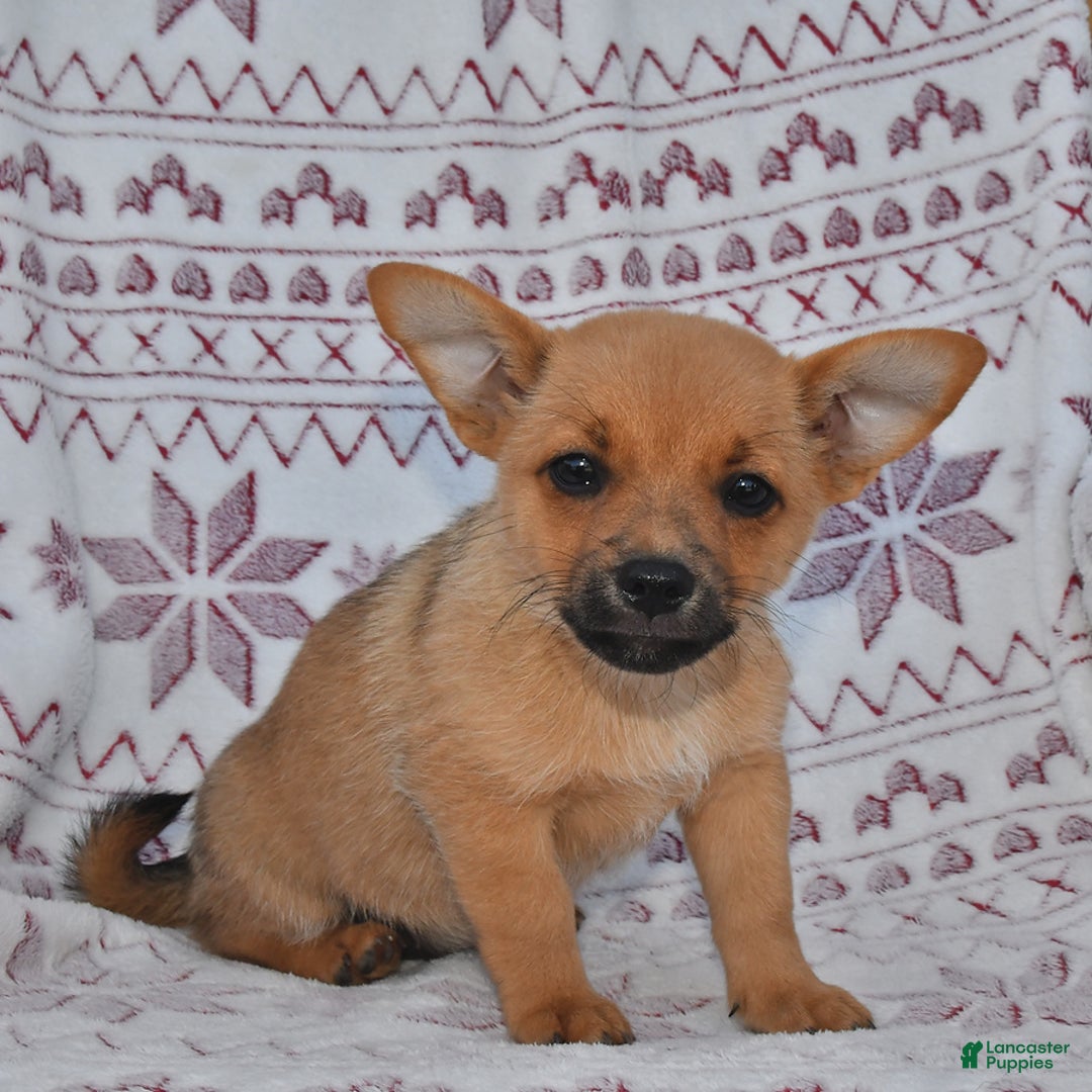 Welsh Corgi Pembroke dogs for sale: Peanut Butter - Image 2