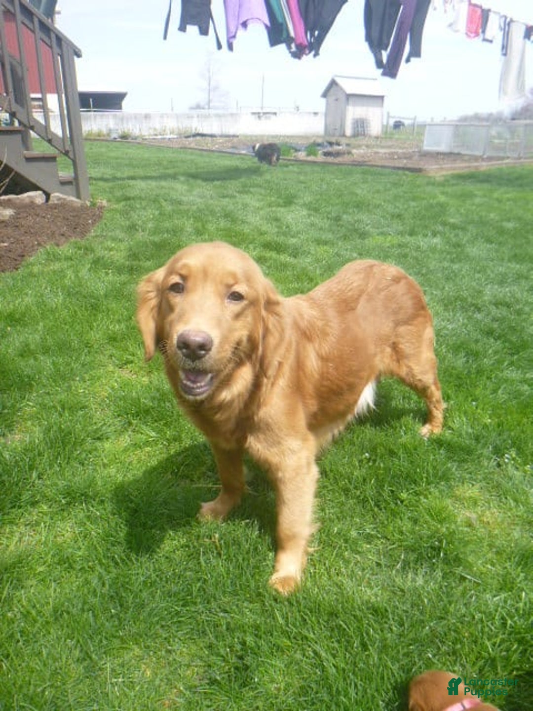 Golden Retriever dogs for sale: Rusty - Image 5