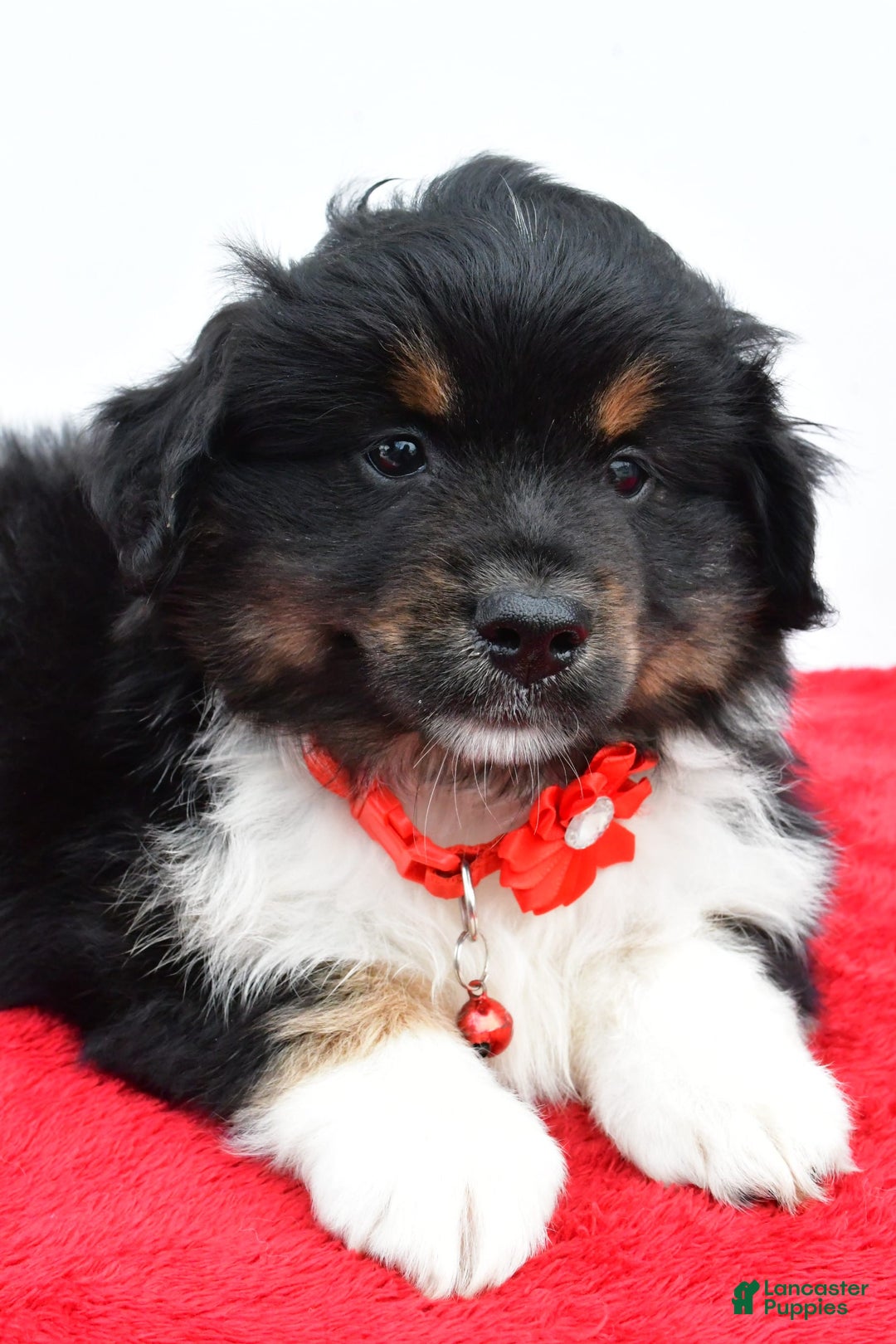 Miniature Australian Shepherd dogs for sale: Liam - Image 8