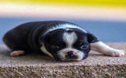 Boston Terrier dogs for sale: Pearl - Image 6