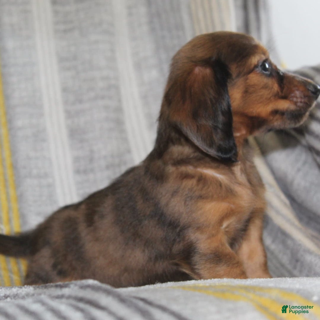 Miniature Dachshund dogs for sale: Zero - Image 12
