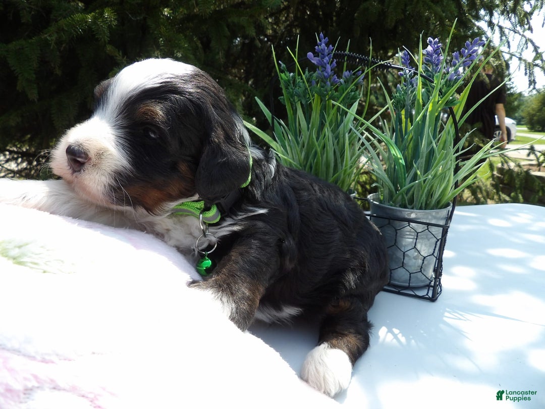 Mini Bernedoodle dogs for sale: Alex - Image 2