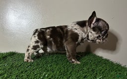 French Bulldog dogs for sale: Harley - Image 9