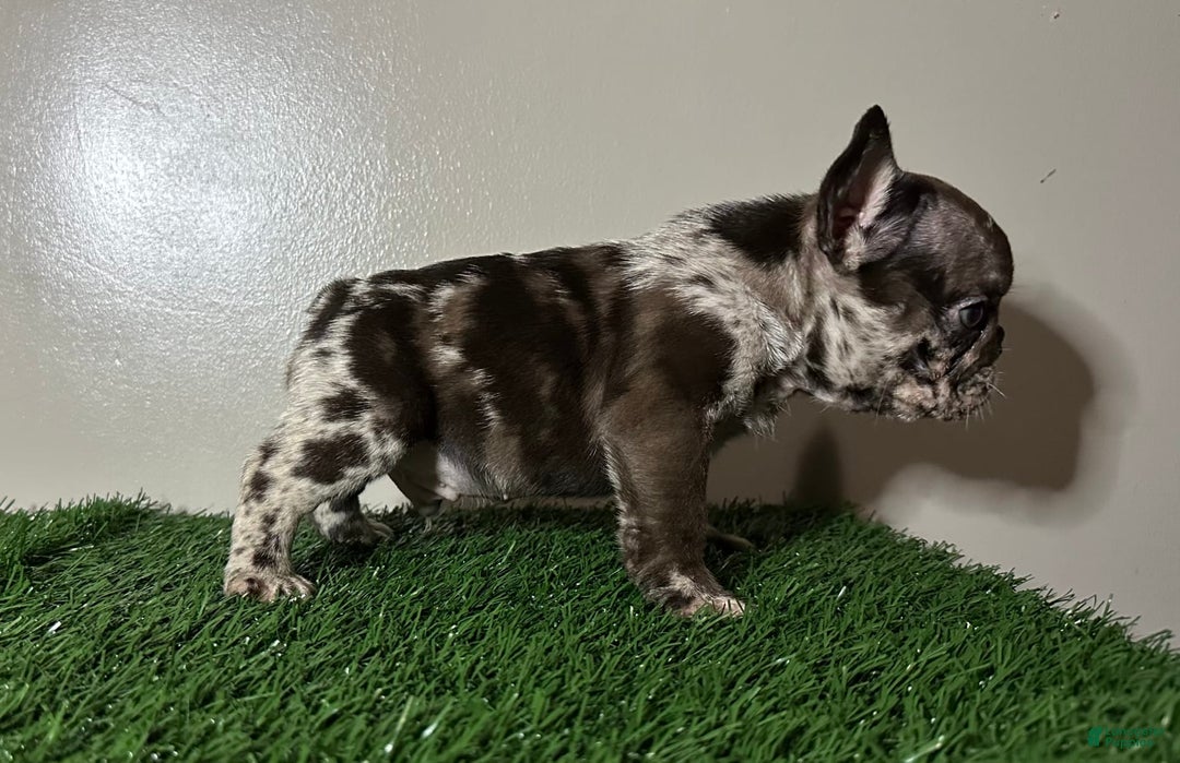 French Bulldog dogs for sale: Harley - Image 9