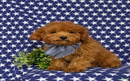 Miniature Poodle dogs for sale: Miniature Poodle 4 puppies - Image 1