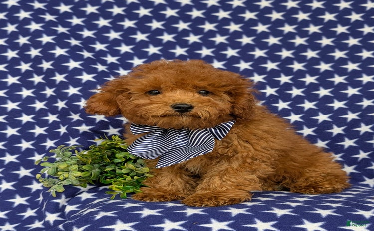 Miniature Poodle dogs for sale - Ad 1