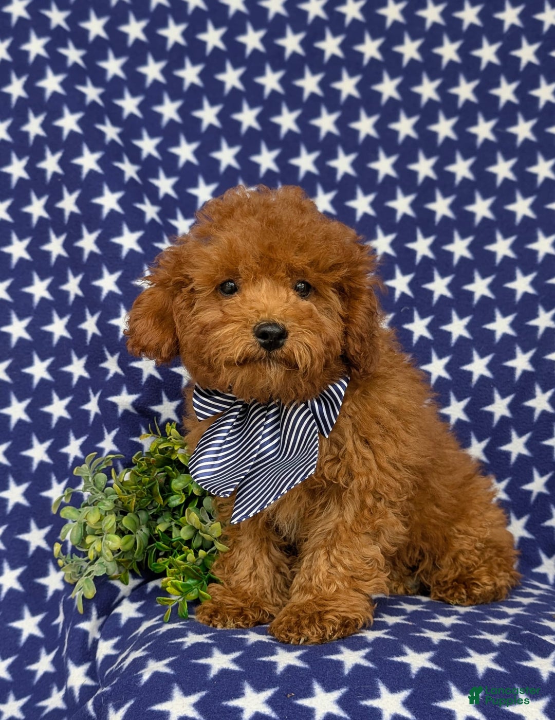 Miniature Poodle dogs for sale: Miniature Poodle 4 puppies - Image 1