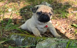 Pug dogs for sale: Don - Image 5