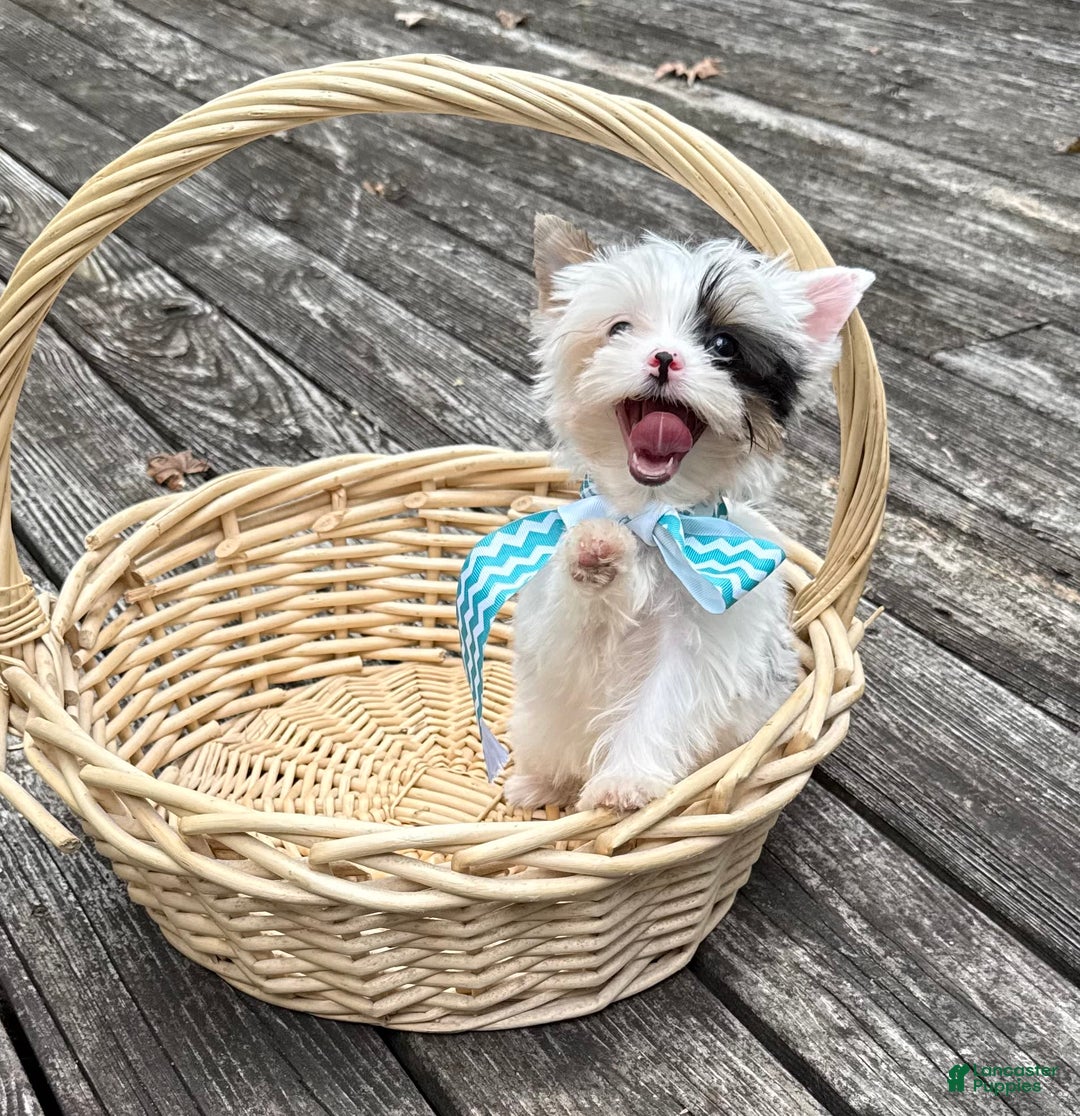 Yorkshire Terrier dogs for sale: Daniel - Image 25