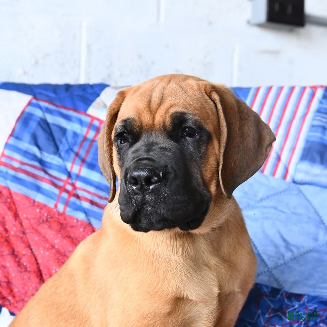 Cane Corso dogs for sale: Reeses - Image 2