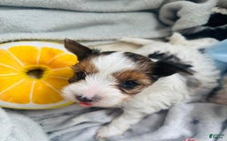 Yorkshire Terrier dogs for sale: Bruno - Image 5