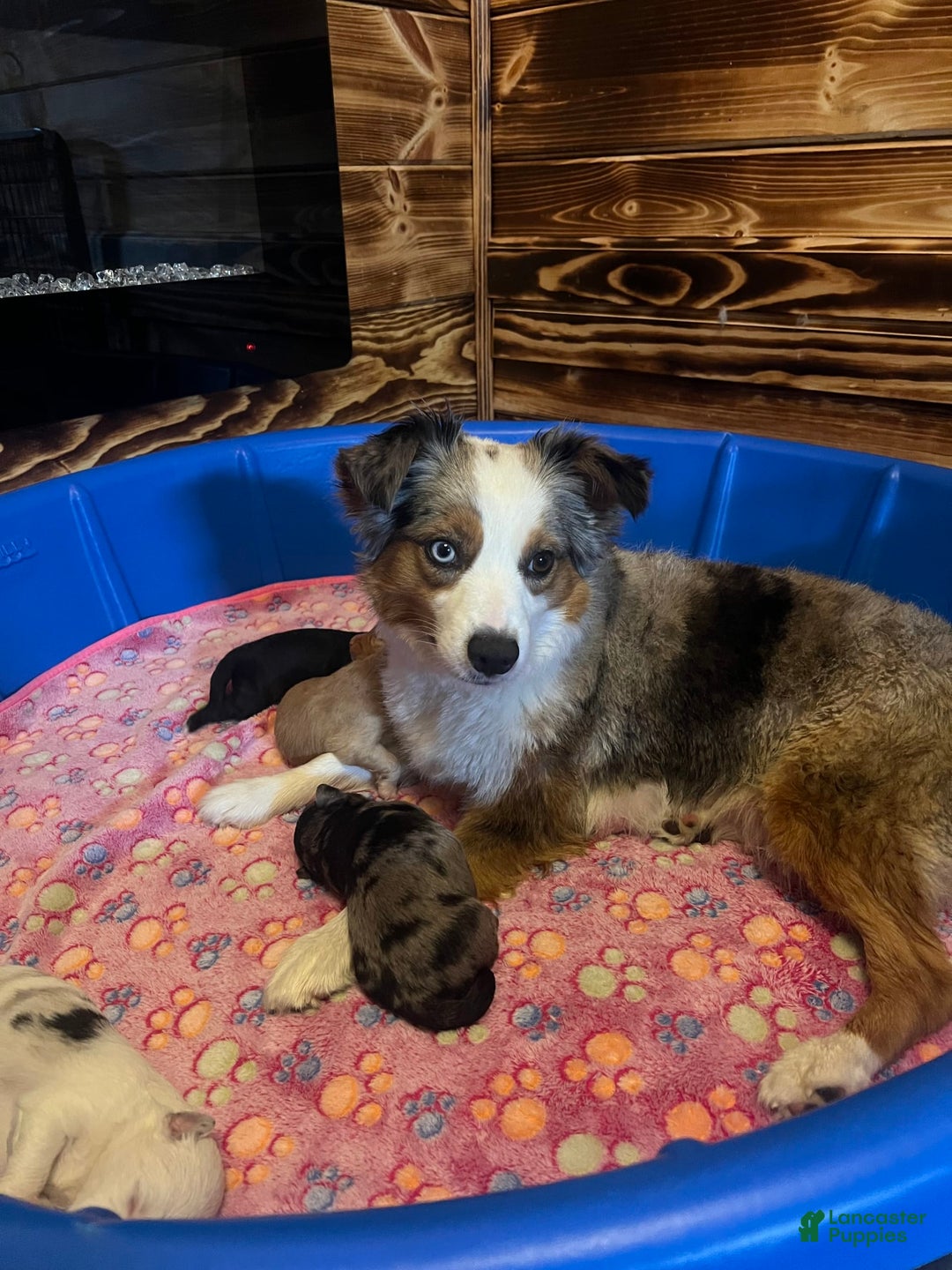 Mini Aussiedoodle dogs for sale: Mocha - Image 3