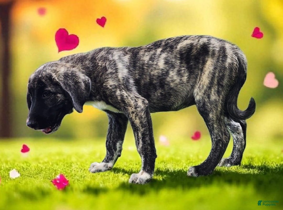 Anatolian Shepherd dogs for sale: AKC Dusty 2025 Male 1 - Image 2