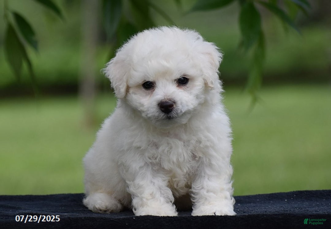 Bichon Frise dogs for sale: Teddie - Image 4