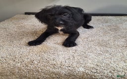 Jackapoo dogs for sale: Stormy - Image 3