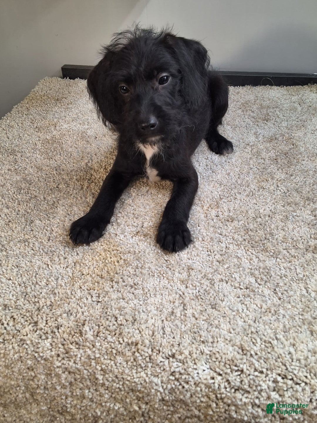 Jackapoo dogs for sale: Stormy - Image 3