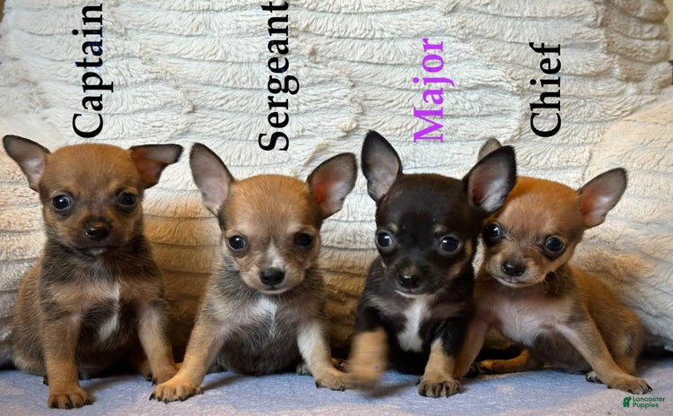 Chihuahua dogs for sale - Ad 3